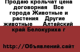 Продаю крольчат цена договорная - Все города Животные и растения » Другие животные   . Алтайский край,Белокуриха г.